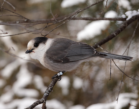 Canada Jay Perisoreus canadensis