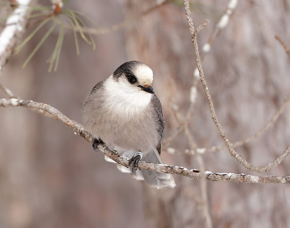 Canada Jay Perisoreus canadensis