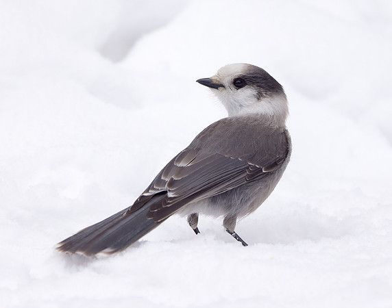 Canada Jay Perisoreus canadensis