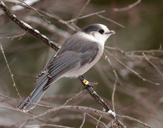 Canada Jay Perisoreus canadensis