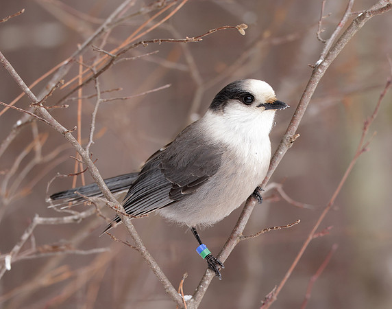 Canada Jay Perisoreus canadensis