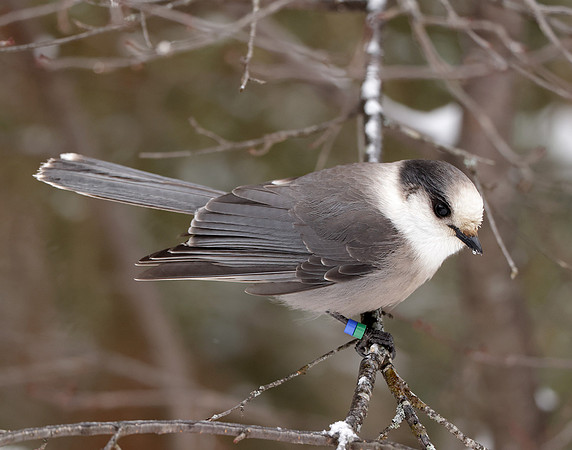 Canada Jay Perisoreus canadensis