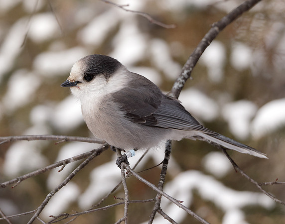 Canada Jay Perisoreus canadensis