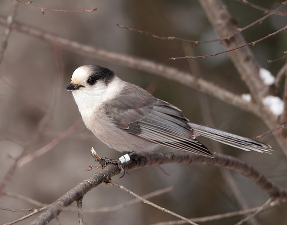 Canada Jay Perisoreus canadensis