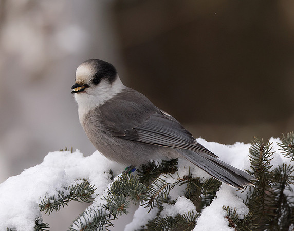 Canada Jay Perisoreus canadensis