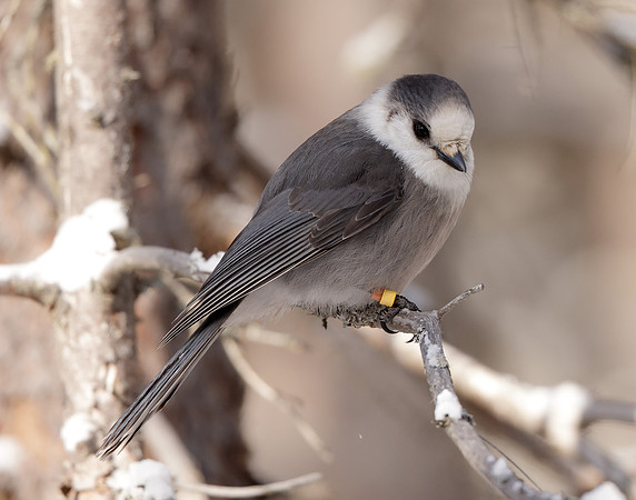 Canada Jay Perisoreus canadensis