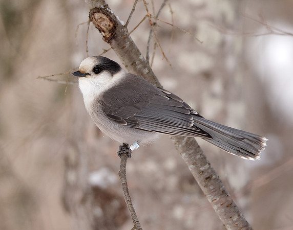Canada Jay Perisoreus canadensis