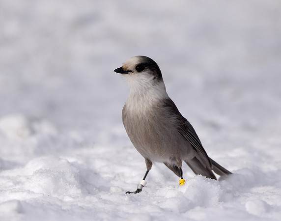 Canada Jay Perisoreus canadensis