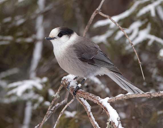 Canada Jay Perisoreus canadensis
