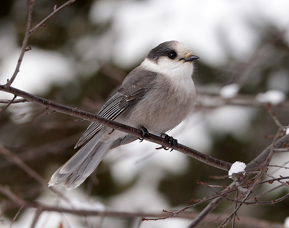 Canada Jay Perisoreus canadensis