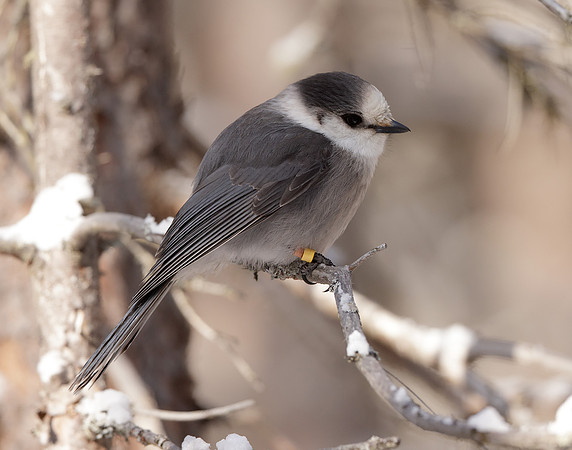 Canada Jay Perisoreus canadensis