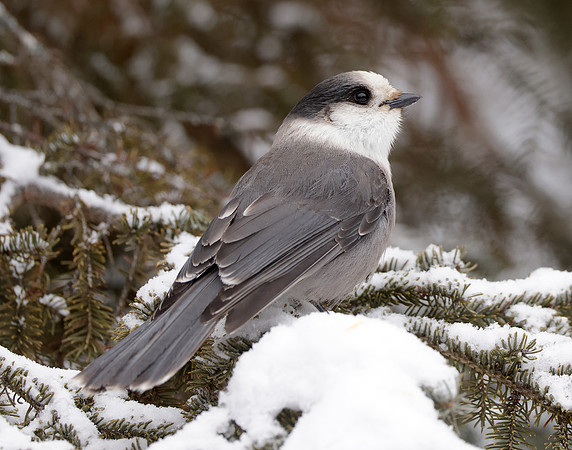Canada Jay Perisoreus canadensis