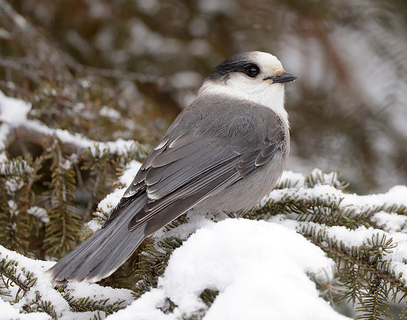 Canada Jay Perisoreus canadensis