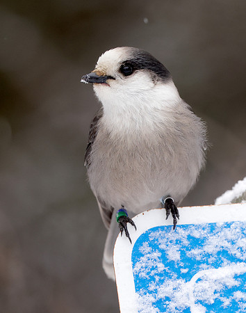 Canada Jay Perisoreus canadensis