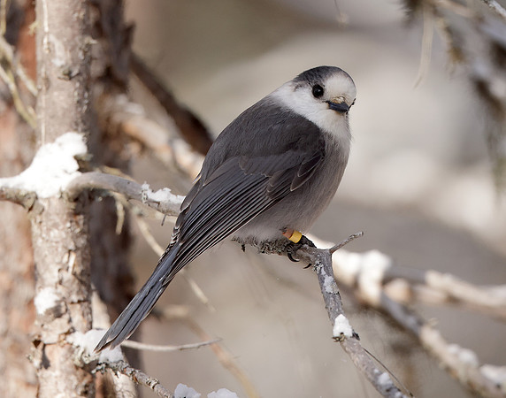 Canada Jay Perisoreus canadensis