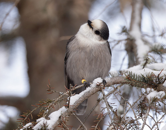 Canada Jay Perisoreus canadensis