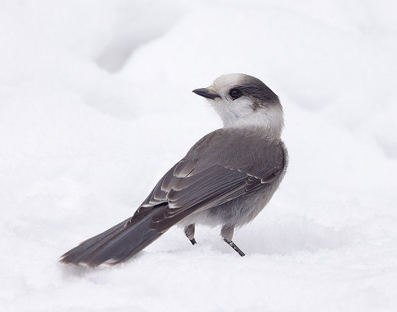 Canada Jay Perisoreus canadensis