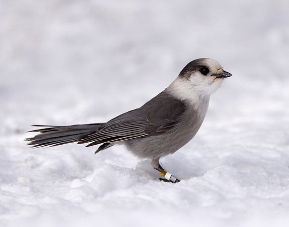 Canada Jay Perisoreus canadensis