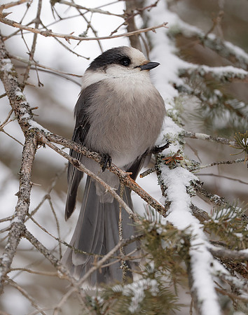 Canada Jay Perisoreus canadensis