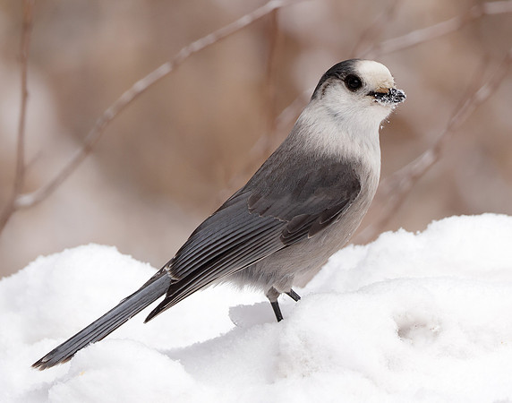 Canada Jay Perisoreus canadensis