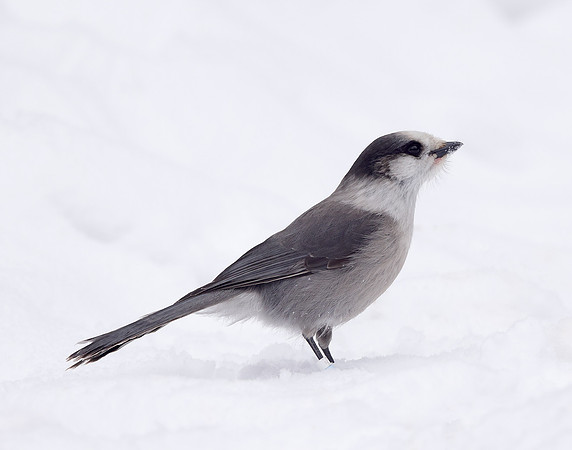 Canada Jay Perisoreus canadensis