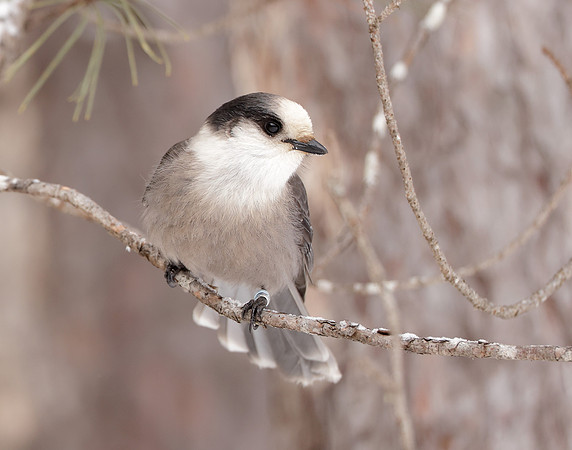 Canada Jay Perisoreus canadensis