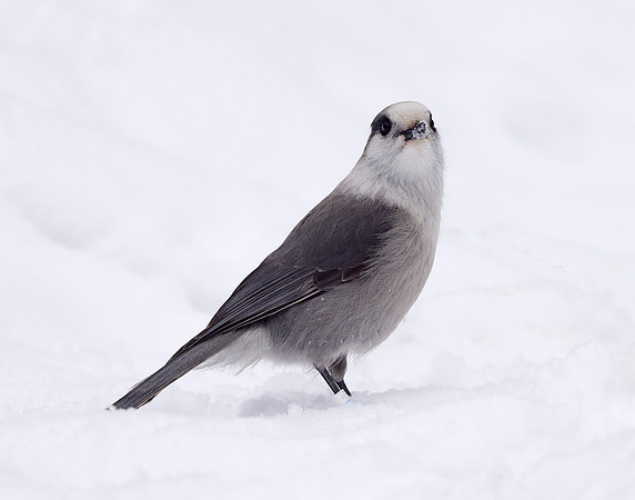 Canada Jay Perisoreus canadensis