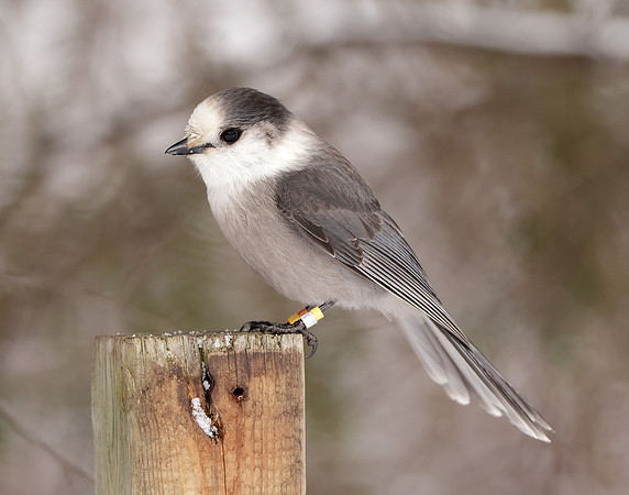 Canada Jay Perisoreus canadensis