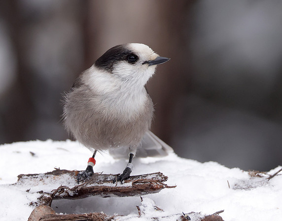Canada Jay Perisoreus canadensis