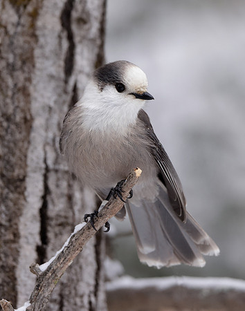 Canada Jay Perisoreus canadensis