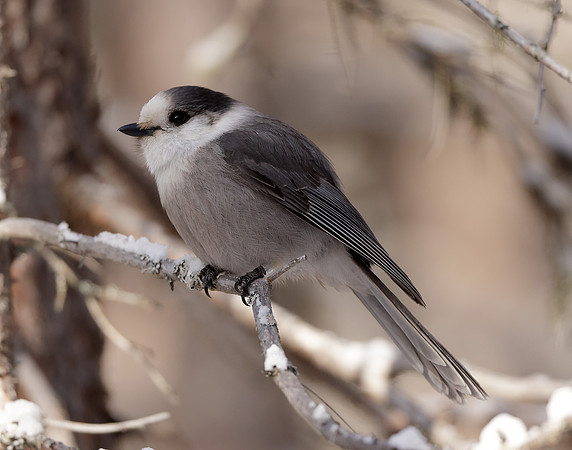 Canada Jay Perisoreus canadensis