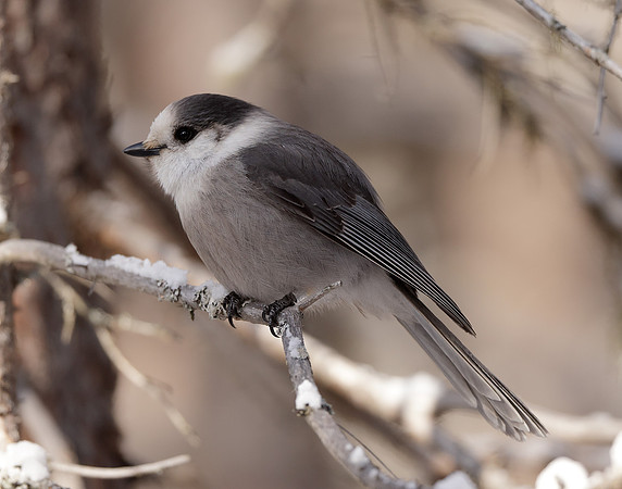 Canada Jay Perisoreus canadensis