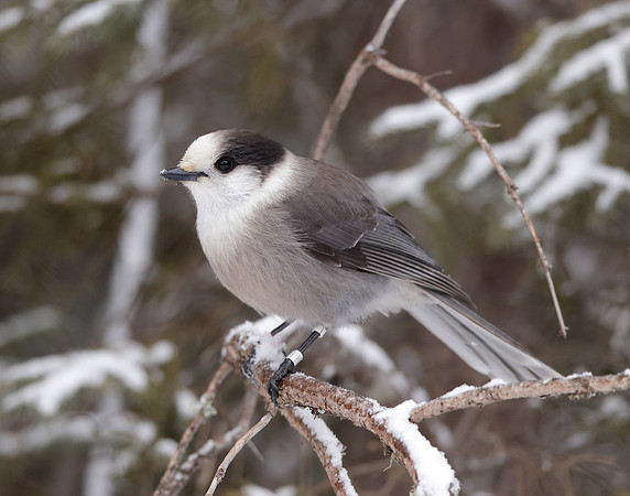 Canada Jay Perisoreus canadensis
