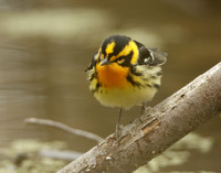 Blackburnian Warbler Setophaga fusca