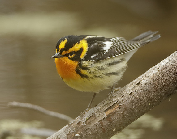 Blackburnian Warbler  Setophaga fusca