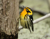 Blackburnian Warbler Setophaga fusca