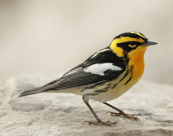 Blackburnian Warbler  Setophaga fusca