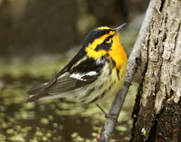 Blackburnian Warbler Setophaga fusca