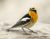 Blackburnian Warbler Setophaga fusca