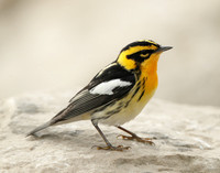 Blackburnian Warbler Setophaga fusca