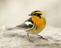Blackburnian Warbler Setophaga fusca