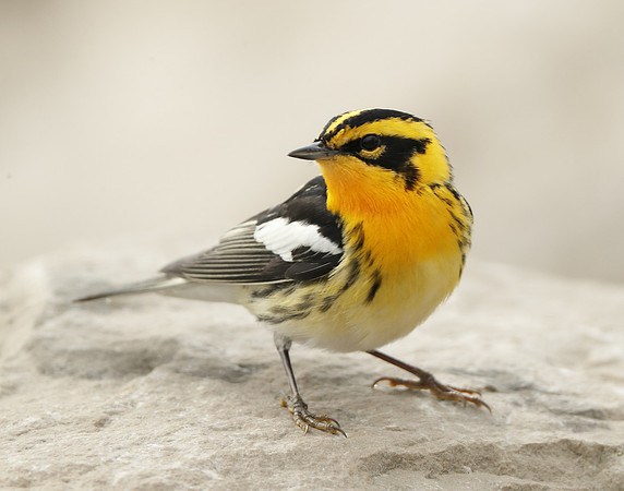 Blackburnian Warbler  Setophaga fusca