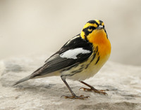 Blackburnian Warbler Setophaga fusca