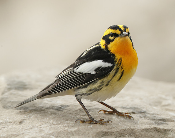 Blackburnian Warbler  Setophaga fusca