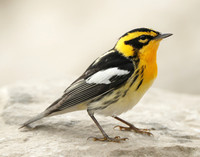 Blackburnian Warbler Setophaga fusca