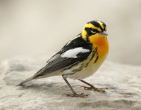 Blackburnian Warbler Setophaga fusca