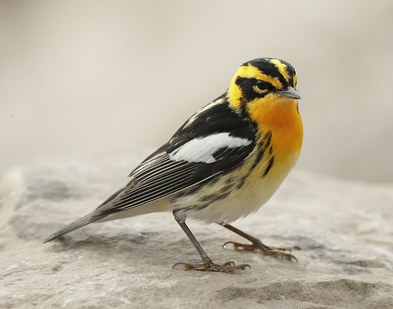 Blackburnian Warbler  Setophaga fusca