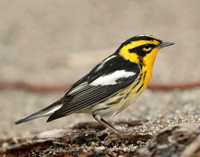 Blackburnian Warbler Setophaga fusca