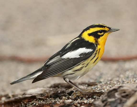 Blackburnian Warbler  Setophaga fusca