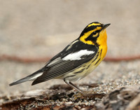 Blackburnian Warbler Setophaga fusca